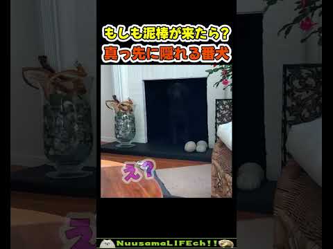 誰が来てもすぐに隠れるワン😂【犬】 #犬 #dog(YouTube)