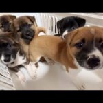 【生後２ヶ月】山の中で保護された子犬５匹をお迎えする事になりました！(YouTube)