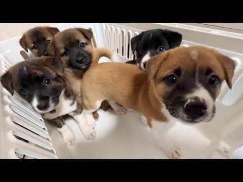 【生後２ヶ月】山の中で保護された子犬５匹をお迎えする事になりました！(YouTube)