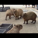 カピバラcapybara(YouTube)