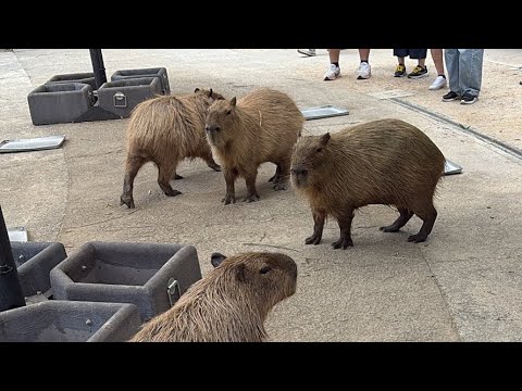 カピバラcapybara(YouTube)