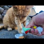 猫島の仲良し猫コンビにちゅーるをやると意外にも身体の小さな黒猫ちゃんが大半を食べてしまった(YouTube)