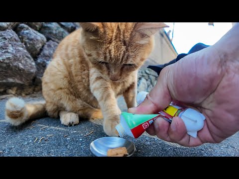 猫島の仲良し猫コンビにちゅーるをやると意外にも身体の小さな黒猫ちゃんが大半を食べてしまった(YouTube)