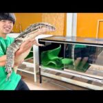 2m越えのオオトカゲを飼育場に引っ越ししてみた！(YouTube)