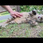 ベロを出したおじいちゃん猫がお腹を触られて脱力する(YouTube)