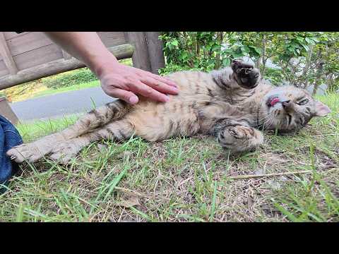 ベロを出したおじいちゃん猫がお腹を触られて脱力する(YouTube)