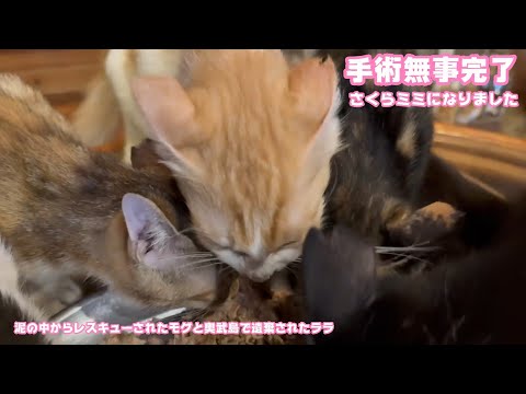 手術無事完了しました  さくら耳になったニャン  泥の中からレスキューされたモグと奥武島で遺棄されたララ   2025 08 27 1(YouTube)
