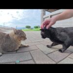 血の気が多い黒猫がボス猫のキジトラに喧嘩を売った結果…(YouTube)