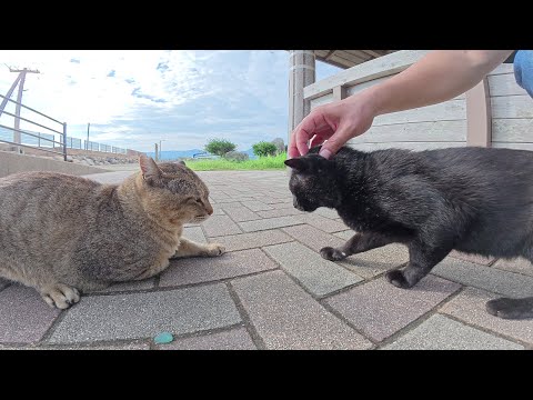 血の気が多い黒猫がボス猫のキジトラに喧嘩を売った結果…(YouTube)