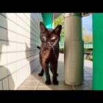 公園事務所で雨宿りしてた黒猫ちゃんに癒されすぎた…(YouTube)