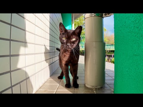 公園事務所で雨宿りしてた黒猫ちゃんに癒されすぎた…(YouTube)