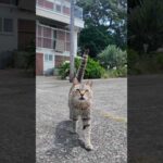 猫島の漁港前で歩いてたら…猫が自らモフられに来た(YouTube)