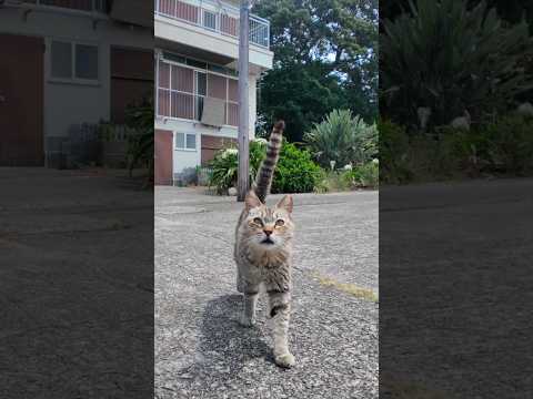猫島の漁港前で歩いてたら…猫が自らモフられに来た(YouTube)