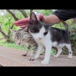 キジトラ猫を誘ってベンチへ行ったら、ハチワレ猫も寄って来た(YouTube)
