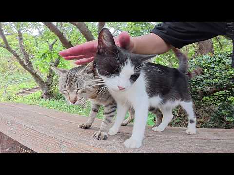 キジトラ猫を誘ってベンチへ行ったら、ハチワレ猫も寄って来た(YouTube)