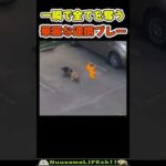 一瞬で全てを奪われる猫😂【ネコ】 #cat(YouTube)