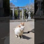 神社の前に集まっていた猫ちゃん(YouTube)