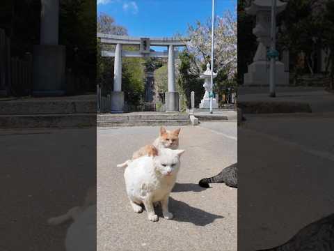 神社の前に集まっていた猫ちゃん(YouTube)