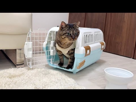 ボス猫に虐められて怪我してた猫を初めて暖かい家の中に入れてあげたら反応が可愛すぎました…(YouTube)
