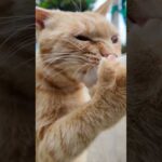 山の猫軍団にもちゅーるをあげたら、茶トラだけ本気すぎてヤバいww(YouTube)