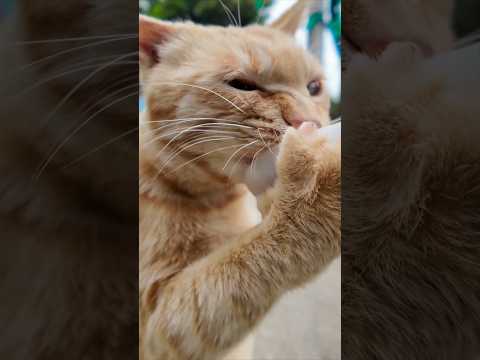 山の猫軍団にもちゅーるをあげたら、茶トラだけ本気すぎてヤバいww(YouTube)