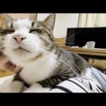 用が済んらサッサと退散しようとする猫と用済みだと思われたくないお母さん(YouTube)