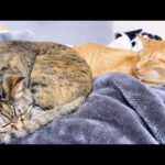 一匹狼で不器用な猫ですがみんなと遊びたくなるとこうなります…(笑)(YouTube)