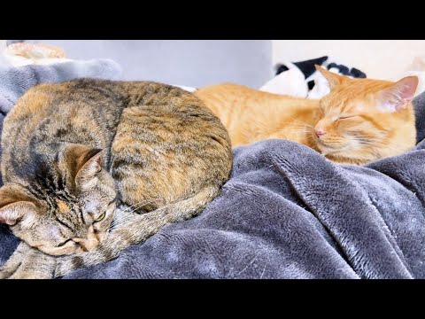 一匹狼で不器用な猫ですがみんなと遊びたくなるとこうなります…(笑)(YouTube)
