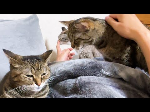 【目覚めると猫がいる生活】飼い主のベッドは猫たちが入れ替わりながら憩いの場となっております(YouTube)