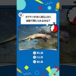 【海遊館】生きものクイズ！～コツメカワウソ編～(YouTube)