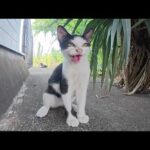 次期猫駅長候補生の子猫ちゃんが接客訓練を受ける(YouTube)