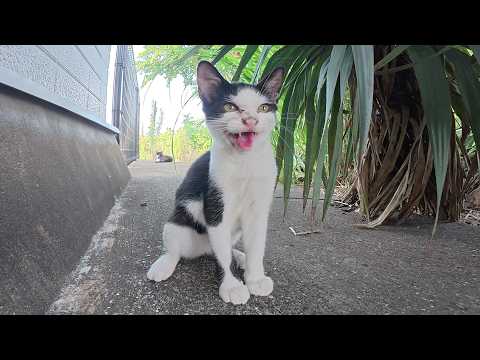 次期猫駅長候補生の子猫ちゃんが接客訓練を受ける(YouTube)