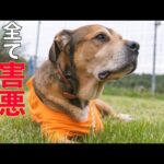 【害悪】らしいですポチパパ　リンちゃんの様子(YouTube)