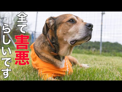 【害悪】らしいですポチパパ　リンちゃんの様子(YouTube)