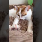 ふみふみおねむモードのトロしゃん #shorts(YouTube)