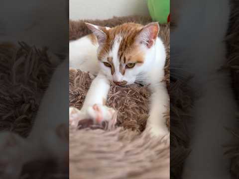 ふみふみおねむモードのトロしゃん #shorts(YouTube)