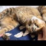 猫たちが可愛すぎると時間を忘れてしまいます(YouTube)