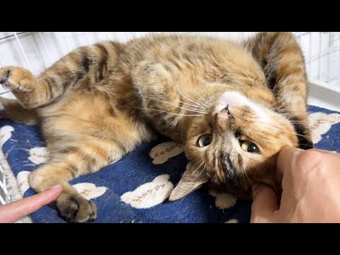 猫たちが可愛すぎると時間を忘れてしまいます(YouTube)