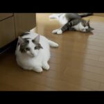深夜におやつを強襲した主犯格が誰かが分かりやすすぎる猫(YouTube)