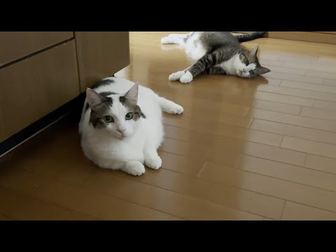 深夜におやつを強襲した主犯格が誰かが分かりやすすぎる猫(YouTube)