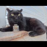 丸っこい黒猫ちゃんをモフったらくすぐったそうにして喜んでくれた(YouTube)