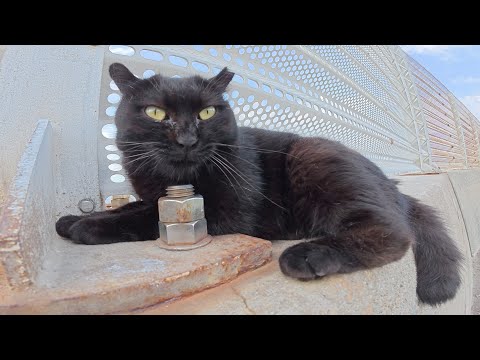 丸っこい黒猫ちゃんをモフったらくすぐったそうにして喜んでくれた(YouTube)
