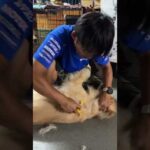 至福のブラッシングタイム #ゴールデンレトリバー #大型犬のいる生活 #癒し(YouTube)