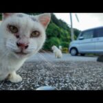 ガツガツ食べるλ模様の猫vsビビりで食べられない白猫ちゃん(YouTube)