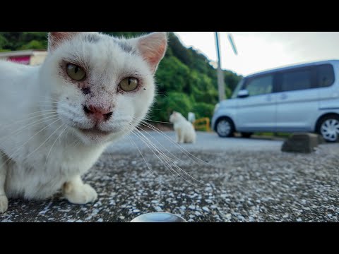 ガツガツ食べるλ模様の猫vsビビりで食べられない白猫ちゃん(YouTube)