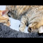 後輩猫たちのお世話の間に姉猫に甘える猫が可愛すぎます(YouTube)