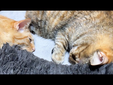 後輩猫たちのお世話の間に姉猫に甘える猫が可愛すぎます(YouTube)