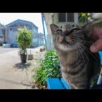 港のベンチで寝てた猫をナデナデしたら嬉しそうにスリスリしてきた🐾(YouTube)