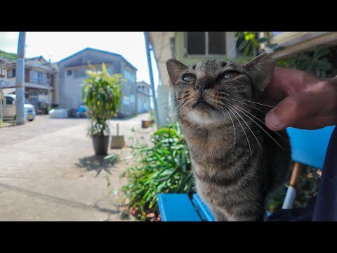 港のベンチで寝てた猫をナデナデしたら嬉しそうにスリスリしてきた🐾(YouTube)