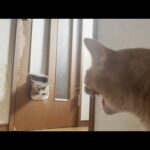 積極的に近づこうとするけど絶対シャーって怒られる猫(YouTube)